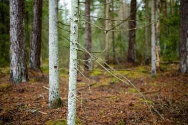 Islak bir Litvanya ormanında, gri gökyüzünün altında yosunlu zemin ve daima yeşil ağaçlar. Sonbaharın sonlarında ya da kışın karsız, sessiz kuzey ormanlarında durgunluk.