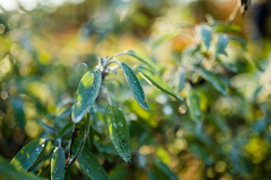 Çiyle kaplı yeşil adaçayı yaprakları, arka planda bulanık altın bokeh ile güneş ışığını erken yakalıyor. Taze bir kış sabahı, berraklık ve sessiz büyümeyle dolu..