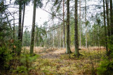 Islak bir Litvanya ormanında, gri gökyüzünün altında yosunlu zemin ve daima yeşil ağaçlar. Sonbaharın sonlarında ya da kışın karsız, sessiz kuzey ormanlarında durgunluk.