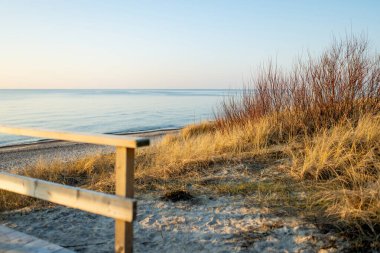 Altın plaj otları ve kızıl kış çalıları soluk mavi gökyüzünün altındaki sakin Baltık Denizi 'ni çevrelemektedir. Sakin bir kıyı manzarası. Kış ışığı, sessiz ve rüzgâr şeklinde..
