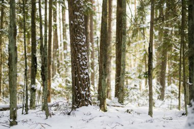 Kar, güneşli bir ormandaki köknar dallarının üzerine çöker. Yumuşak ışık, Evergreen 'lerin arasından süzülür. Litvanya ormanlarında sakin, sakin ve el değmemiş bir kış anıydı..