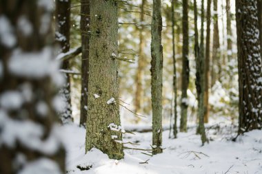 Kar, güneşli bir ormandaki köknar dallarının üzerine çöker. Yumuşak ışık, Evergreen 'lerin arasından süzülür. Litvanya ormanlarında sakin, sakin ve el değmemiş bir kış anıydı..