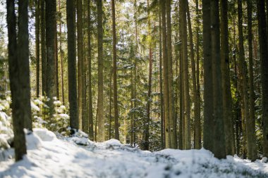 Kar, güneşli bir ormandaki köknar dallarının üzerine çöker. Yumuşak ışık, Evergreen 'lerin arasından süzülür. Litvanya ormanlarında sakin, sakin ve el değmemiş bir kış anıydı..