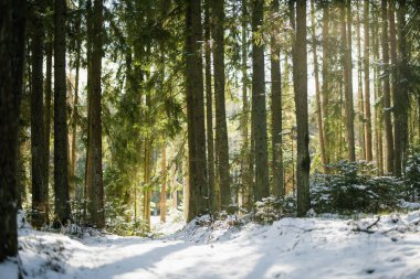 Kar, güneşli bir ormandaki köknar dallarının üzerine çöker. Yumuşak ışık, Evergreen 'lerin arasından süzülür. Litvanya ormanlarında sakin, sakin ve el değmemiş bir kış anıydı..