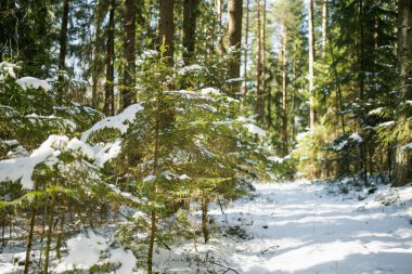 Kar, güneşli bir ormandaki köknar dallarının üzerine çöker. Yumuşak ışık, Evergreen 'lerin arasından süzülür. Litvanya ormanlarında sakin, sakin ve el değmemiş bir kış anıydı..