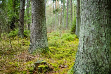 Islak bir Litvanya ormanında, gri gökyüzünün altında yosunlu zemin ve daima yeşil ağaçlar. Sonbaharın sonlarında ya da kışın karsız, sessiz kuzey ormanlarında durgunluk.