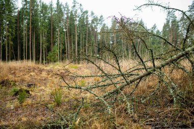 Islak bir Litvanya ormanında, gri gökyüzünün altında yosunlu zemin ve daima yeşil ağaçlar. Sonbaharın sonlarında ya da kışın karsız, sessiz kuzey ormanlarında durgunluk.