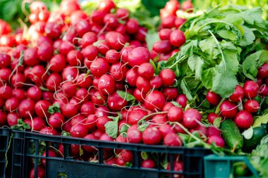 Litvanya, Vilnius 'taki çiftçi pazarında satılan taze turplar.
