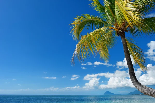 Spiaggia tropicale con palma — Foto Stock