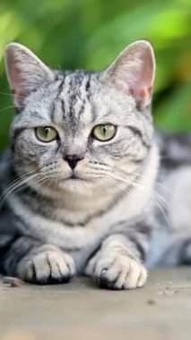 Açık bir yaz gününde arka bahçede yürüyen İngiliz gümüşi tekir kedisi. Bahçede ya da arka bahçede eğlenen bir evcil kedinin dikey görüntüsü..