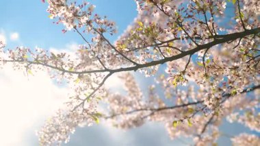 Baharda çiçek açan güzel sakura ağacı. Doğada güzellik. Güneşli bahar gününde açık havada kiraz dalları. Yavaş çekim B-roll görüntüleri.