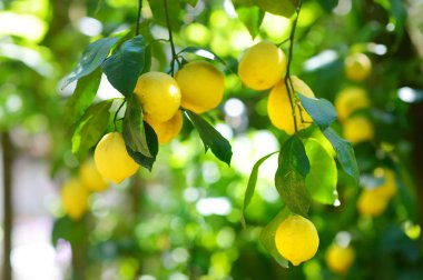 Demet taze olgun limon ağacı üzerinde