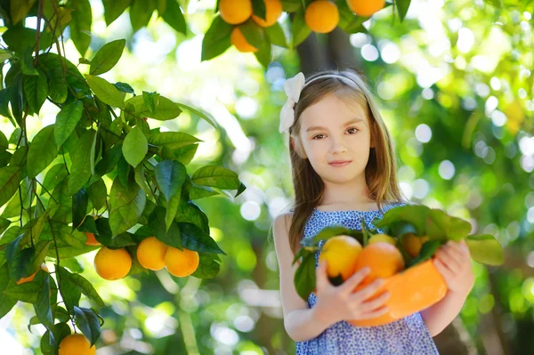 Girl picking fresh ripe oranges — Stock Photo, Image