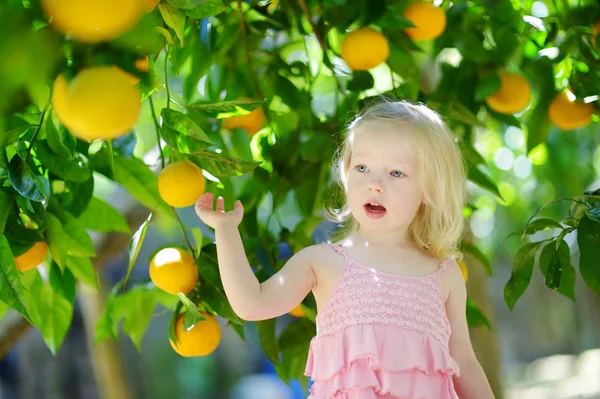 Girl picking fresh ripe oranges — Stock Photo, Image