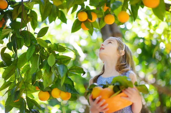 Girl picking fresh ripe oranges — Stock Photo, Image