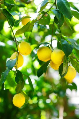 Demet taze olgun limon ağacı üzerinde