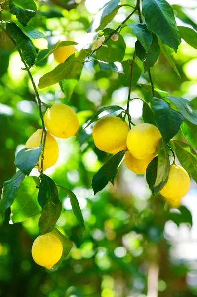 Кучка свежих спелых лимонов на дереве — стоковое фото