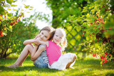 Kırmızı kuş üzümü toplama kardeşler