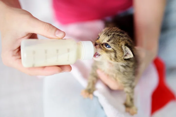 Utfodringen föräldralöst barn kattunge — Stockfoto
