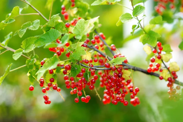 Reife rote Johannisbeeren — Stockfoto