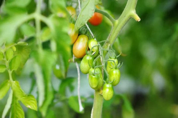 Tomates biológicos em amadurecimento — Fotografia de Stock