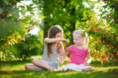 Kırmızı kuş üzümü toplama kardeşler