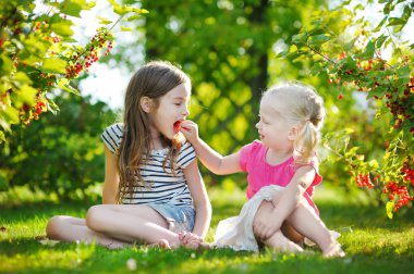 Kırmızı kuş üzümü toplama kardeşler