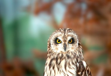 Kır baykuşu portre