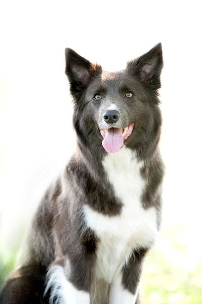 Silbergraue Border Collie Portrait — Stockfoto