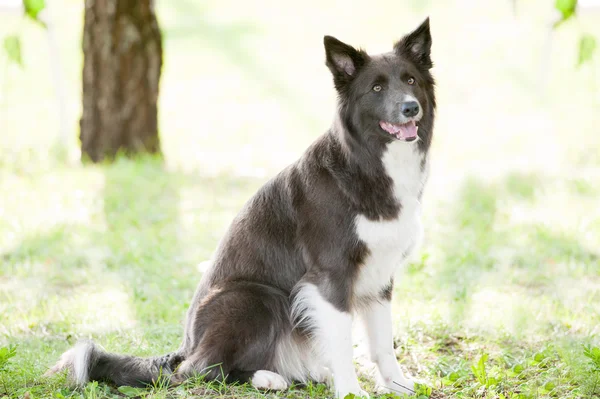 Retrato collie borde gris plata —  Fotos de Stock