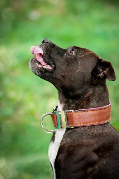 Staffordshire pitbull terrier portret — Zdjęcie stockowe