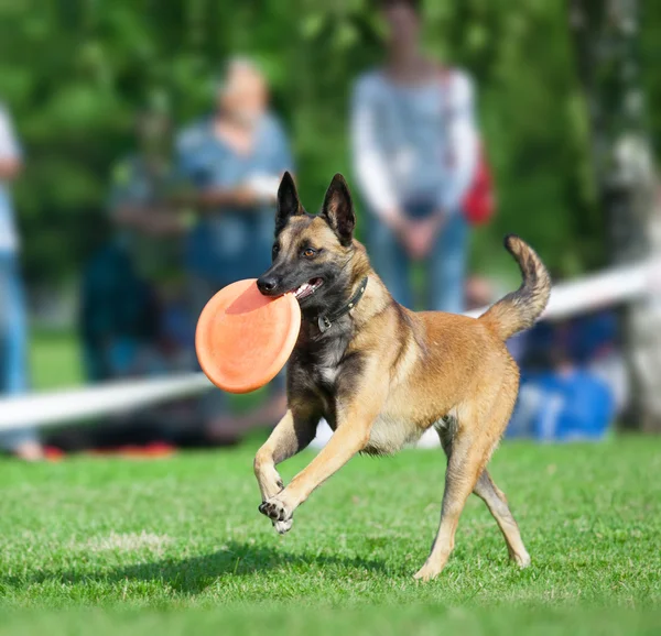 Belçika çoban mallionois üzerinde bir köpek frisby Şampiyonası — Stok fotoğraf