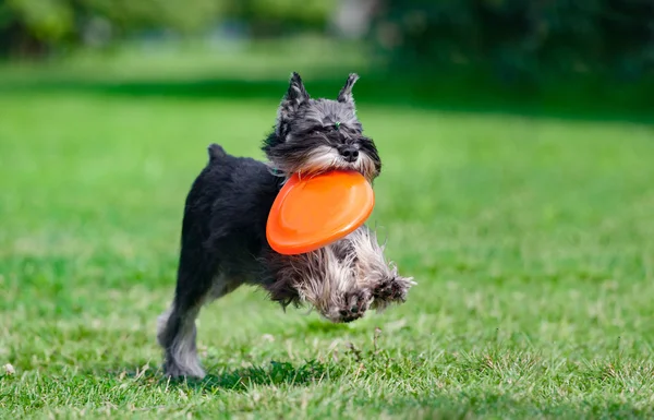 Dwergschnauzer draait met frisby schijf op een zomer-veld — Stockfoto