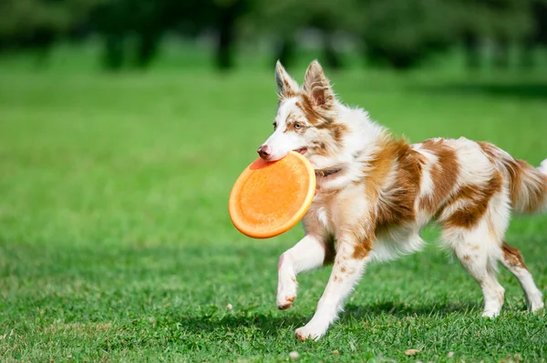 Chokolate marble border collie with orange frisby disk running i — Stock Photo, Image