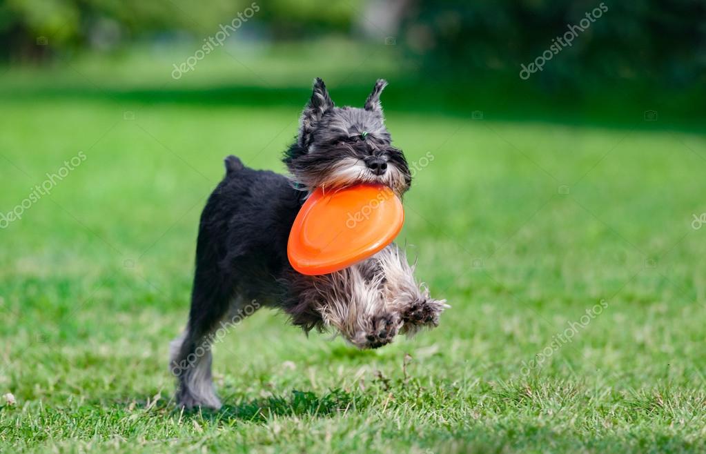 miniature schnauzer running
