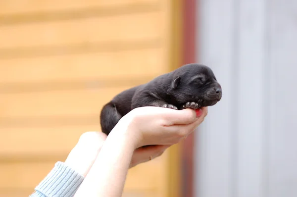 Newborn puppy dog resting in woman hands - closeup — Stock Photo, Image