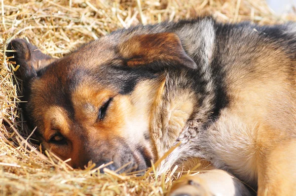 Berger allemand chien dormir — Photo