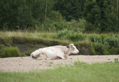 çimenlerin üzerinde dinlenme holstein süt ineği