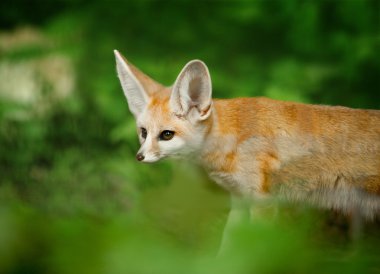 Fenech Fox