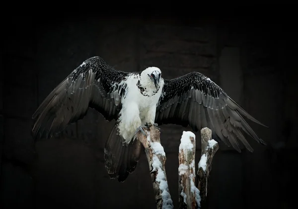 Abutre Griffon contra um fundo escuro. Abutre — Fotografia de Stock