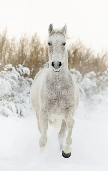 Grey arabian horse in winter runs front view — Stock Photo, Image