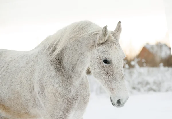 Retrato de inverno de cavalo árabe cinza — Fotografia de Stock