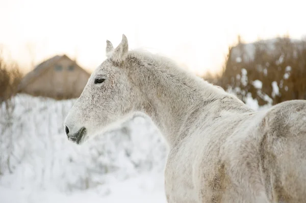 Portrait of arab horse in winter — Stock Photo, Image