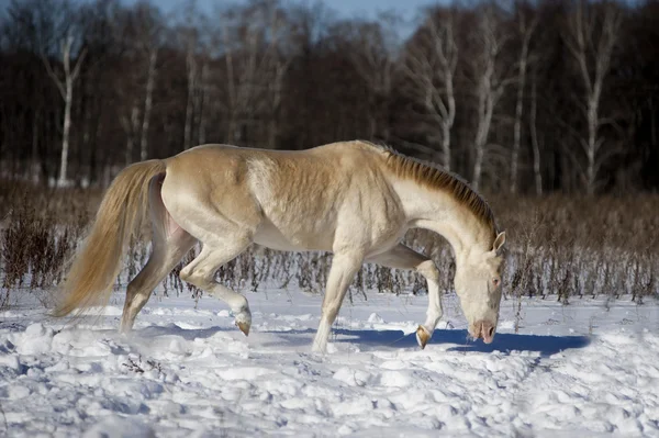 Perlino akhal-teke garanhão na neve — Fotografia de Stock