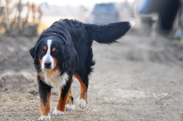 Une image du chien de montagne bernois — Photo