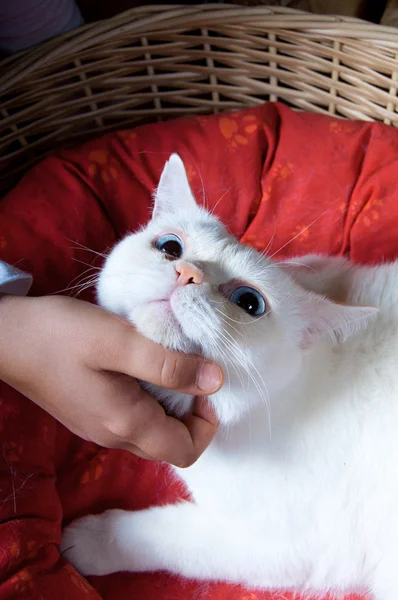 白色猫头一个孩子的手温柔的抚摸 — 图库照片