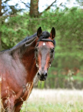 Defne at portre yeşil orman arka planda, açık