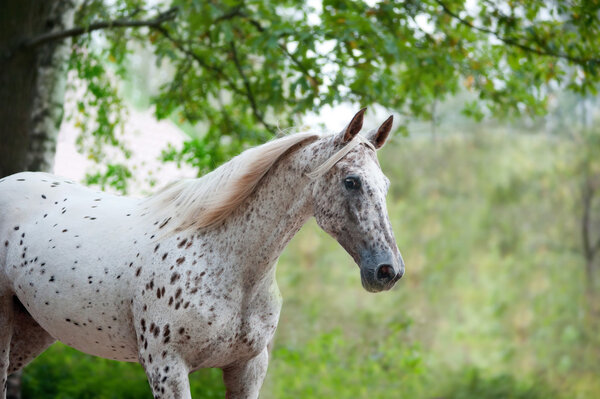 Portrait of knabstrupper breed horse - white with brown spots on