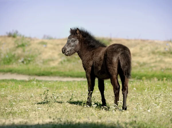 Europese miniatuur paard portret in zomer weide — Stockfoto