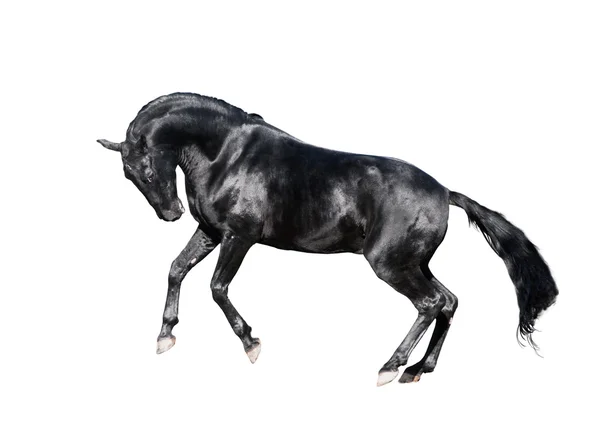 Bonito powerul preto brilhante cavalo isolado no branco — Fotografia de Stock